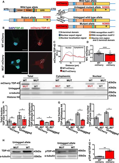 HDAC6 Inhibition Restores TDP43 Pathology And Axonal Transport Defects