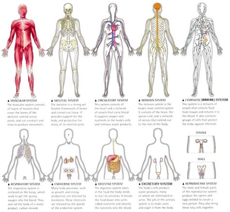 Human Body Systems Labeled Modernheal Com