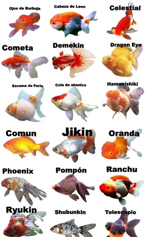 Image Result For Goldfish Peces De Agua Dulce Para Acuario Pez