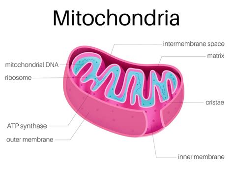 Mitochondria May Play A Key Role In Healthspan And Cognitive Function