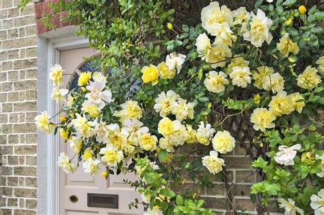 Pin By Emily Averton On Front Porch In 2020 Climbing Roses Climbing