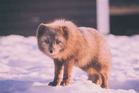 Hd Wallpaper Brown Fox Standing On Snow Covered Ground During Daytime