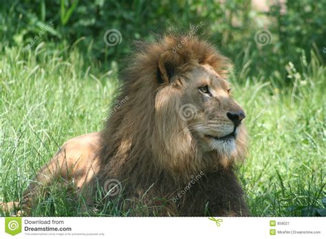 Animals Royalty Free Stock Photography Image 858027