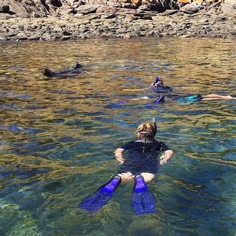 Kangaroo Island Ocean Safari Snorkel With Dolphins Seals