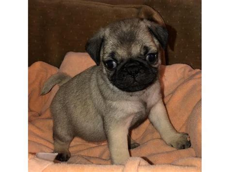 We just had a litter of pug puppies and are looking to find them a nice home.we have three females and a male please email me for more information an…. Adorable Pug Puppies in , Georgia - Puppies for Sale Near Me