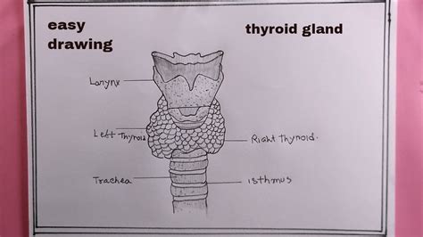 How To Draw Thyroid Gland Easythyroid Gland Drawing Youtube