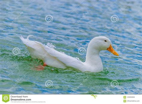 White Pekin Duck Swimming In A Lake Stock Photo Image Of Single