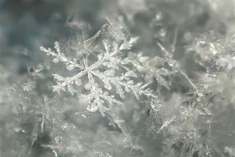 Snowflakes Fernlike Stellar Dendrites By Kathryn Photograph By