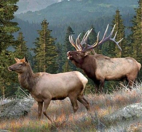 Filmed by pronghorn productions, a rapid city sd based company. The 25+ best Cow elk ideas on Pinterest | Bull elk, Elks ...
