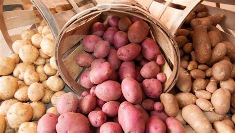 Gm Potatoes With Health Benefits Approved By Usda Iflscience