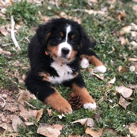 30 Best Dog Names For Beautiful Bernese Mountain Dogs Pictures