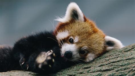 Multiple sizes available for all screen sizes. Red Panda Wallpapers - Wallpaper Cave