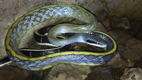 Beauty Rat Snake Found In A Cave Youtube