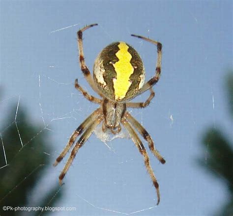 Furrow Orb Weaver Spider Nature Cultural And Travel Photography Blog