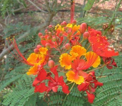 We did not find results for: What Can Bloom in this Heat? - Dave's Garden