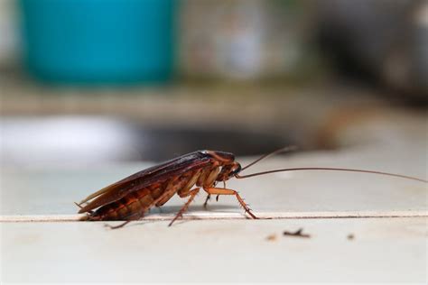 Common Cockroach Killers Facts And Myths Terminix 56 Off