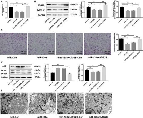 mir‐130a inhibited proliferation by suppressing autophagy via targeting download scientific
