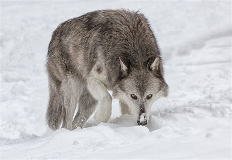Grey Wolf Prowling Dave Jones Flickr