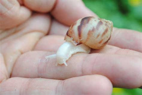 Baby Garden Snail