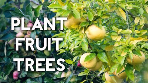 Spring is most likely the best time to plant your fruit tree. How to plant a lemon tree or any fruit tree - YouTube