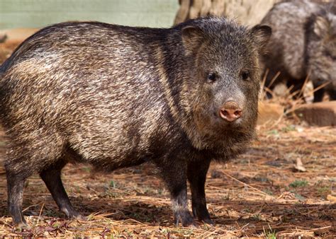 Can Javelina Be Hunted In California California Outdoors Q And A