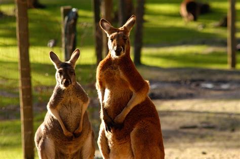 Red Kangaroo Facts The Largest Marsupial