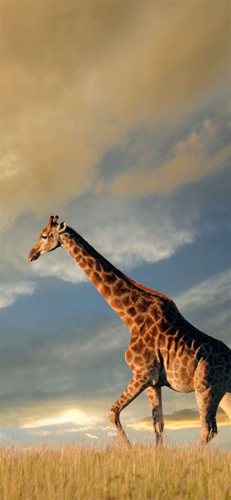 Giraffe Wallpapers Hd 1080p For Desktop Mobile Great