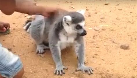 When A Lemur Asked Kids To Scratch Its Back Watch Environment News