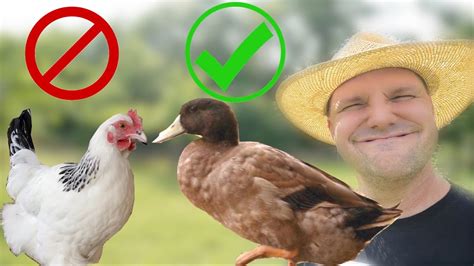 6 Reasons Ducks Are Better Than Chickens On A Homestead Youtube