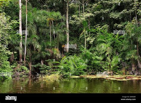 Peru Amazon Jungle Tropical Lake Tree Nature Forest Stock Photo