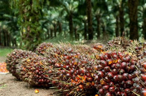 Berapa Banyak Buah Sawit yang Dapat Diproduksi dalam Satu Pohon?