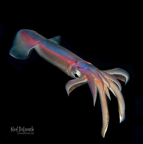 5 Purpleback Flying Squid Deloach Blennywatcher Blenny Watcher