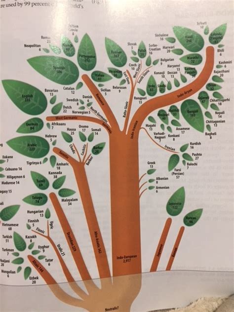 Indo European Language Tree Diagram Quizlet