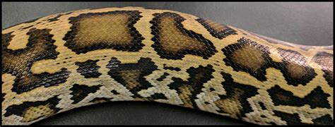 Burmese Python Behind The Science Of This Giant Snake