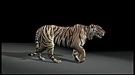 Tiger Walking 