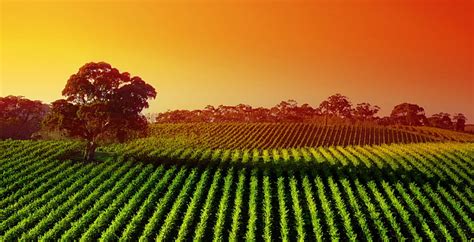 Hd Wallpaper Sunset Vineyard Landscape Agriculture 4k Plant