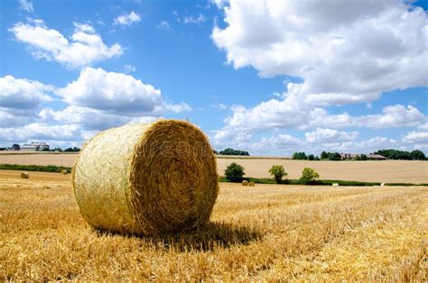 Rolled Up Hay Bales On Wheat Field Or Dry Meadow After Harvest In Rural