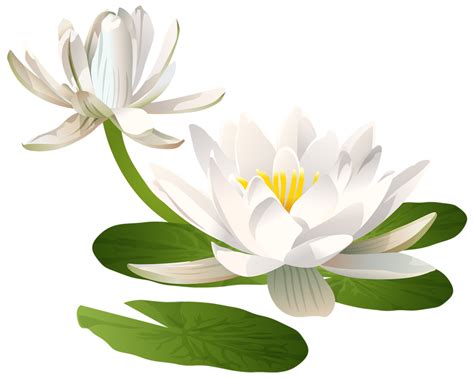 Water Lily Transparent 14033617 Png