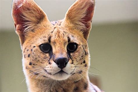 What You Should Know About Serval Cats Live Long And Pawspurr