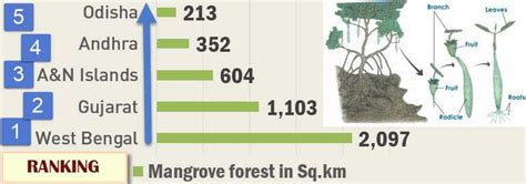Summary Forest Survey 2013 Rankingsmangrovesagroforestry