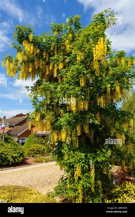 Pretty Laburnum Tree With Pendulous Racemes Of Yellow Flowers