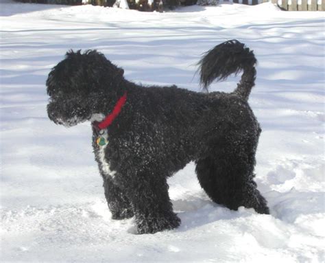 Portuguese Water Dog Breed Guide Learn About The