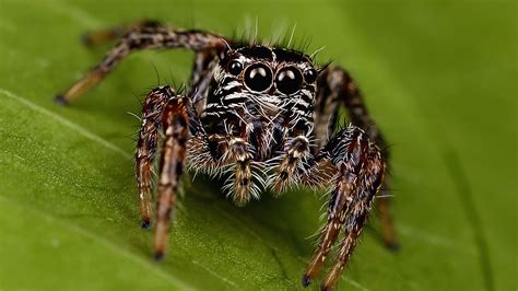 Video Decenas de arañas venenosas la esperaban cuando se mudó a su nueva casa Telemundo