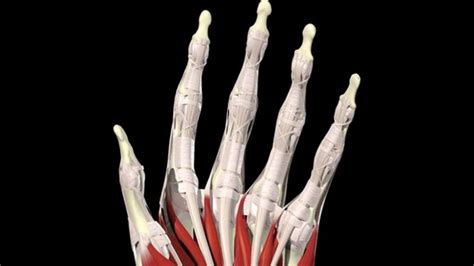 The Incredible Human Hand And Foot Bbc News