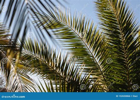 Looking Up At Palm Trees Stock Photo Image Of Design 152650866