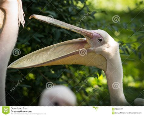 White Pelicans In Baltiysk Kaliningrad Region Russia Stock Image