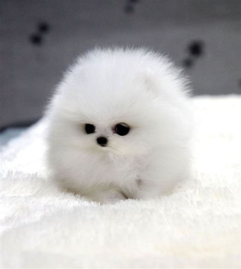 Puffy Puppy Симпатичный щенок Милые собаки Детеныши животных