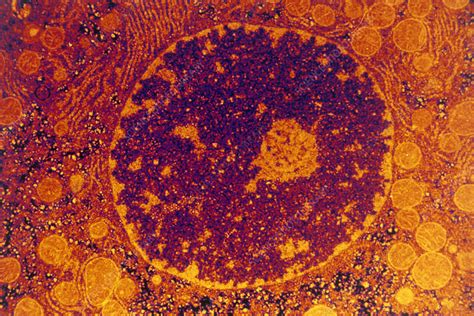 Coloured Tem Of Liver Cell Nucleus Stock Image G4550026 Science