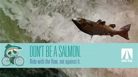 Dont Be A Salmon Ride With The Flow Not Against It Youtube
