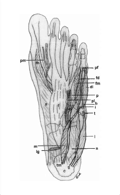 Nourishes flexor tendons located outside of synovial sheaths. Diagram of the sole of the left foot after resection of ...